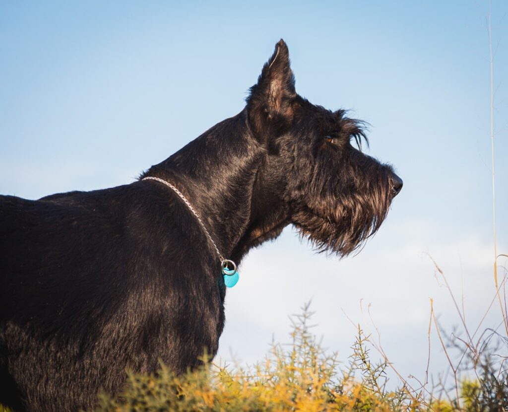 Скільки живуть різеншнауцери в домашніх умовах — тривалість життя породи і як її продовжити.