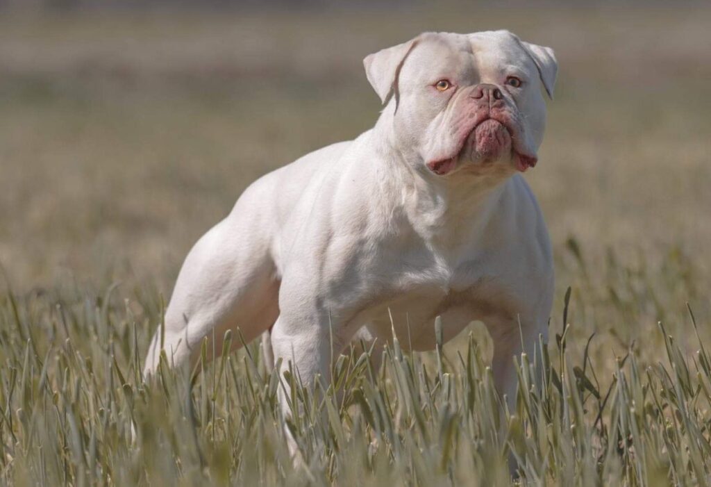 Вага американського бульдога — скільки важать собаки-дівчатка та хлопчики?