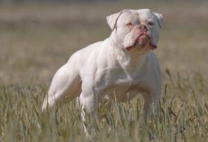 Вага американського бульдога — скільки важать собаки-дівчатка та хлопчики?