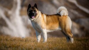 Вага американської акіти — скільки має важити собака цієї породи?