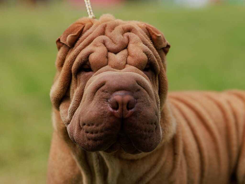 Вага шарпея — скільки мають важити цуценята та дорослі собаки.