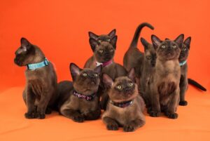 Вага бурманської кішки — скільки має важити дорослий вихованець і кошеня?