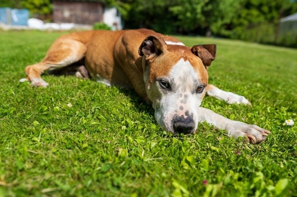 Дізнаємося за зовнішніми ознаками, скільки років собаці