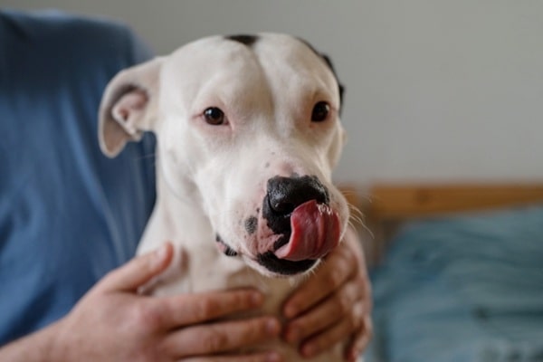 Скільки років можуть прожити американські стаффордширські тер'єри?