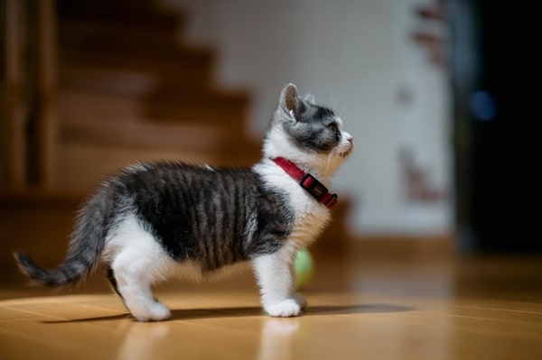 Скільки років у середньому можуть прожити манчкіни?