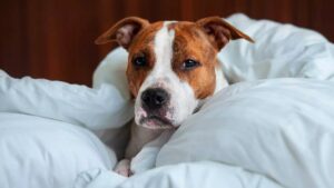 Скільки живуть американські стаффордширські тер’єри в домашніх умовах?