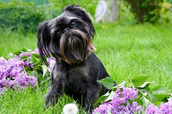 За якими зовнішніми ознаками можна визначити вік улюбленця?