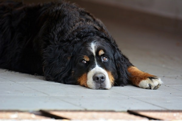Скільки років може прожити бернський зенненхунд?