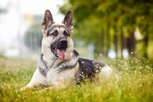 Скільки живуть східноєвропейські вівчарки в домашніх умовах — все про тривалість життя породи.