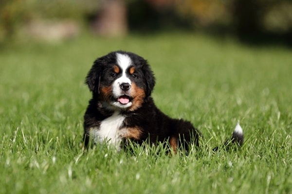 Визначаємо вік вихованця за зовнішніми ознаками