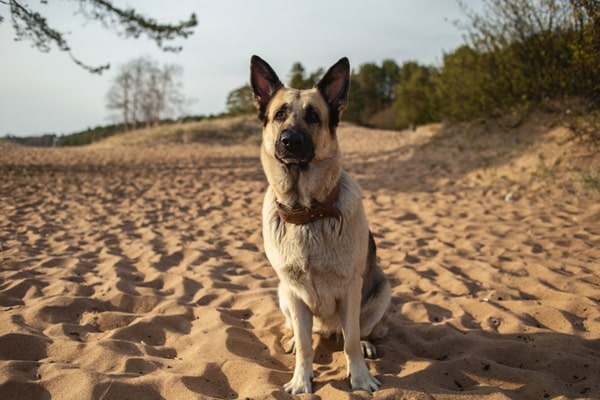 Як визначити вік вихованця за зовнішніми ознаками?