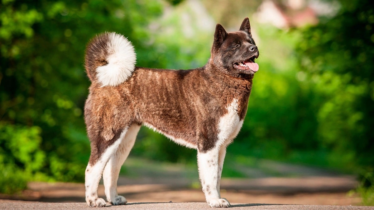 Скільки живуть американські акіти в домашніх умовах – все про тривалість життя вихованців?