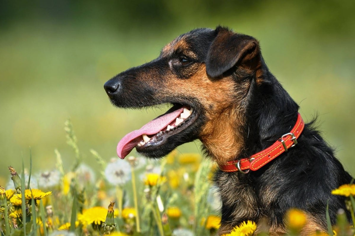 Скільки живуть ягдтер'єри в домашніх умовах – тривалість життя породи і як її продовжити.
