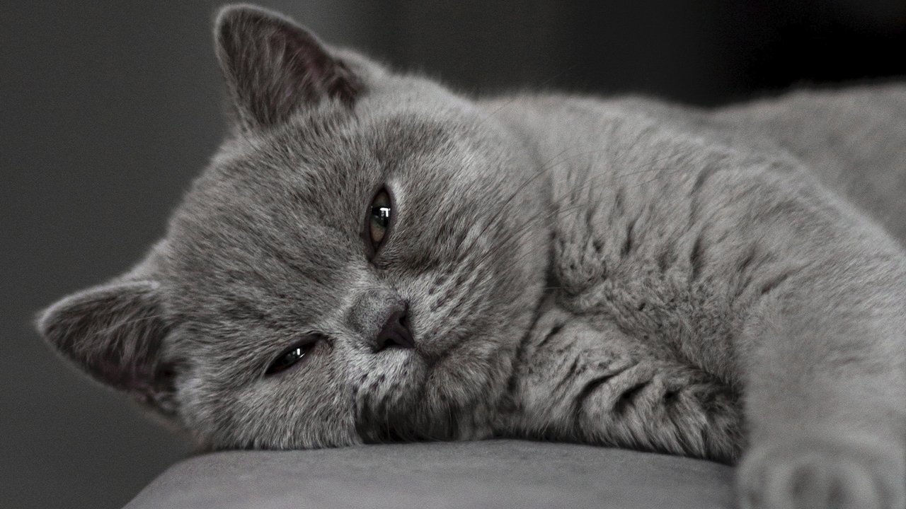 Вага британської кішки – скільки важить порода в нормі?