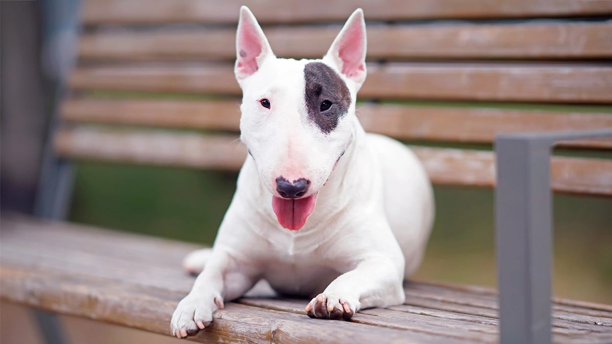 Вага бультер'єра – скільки повинні важити самці та самки?