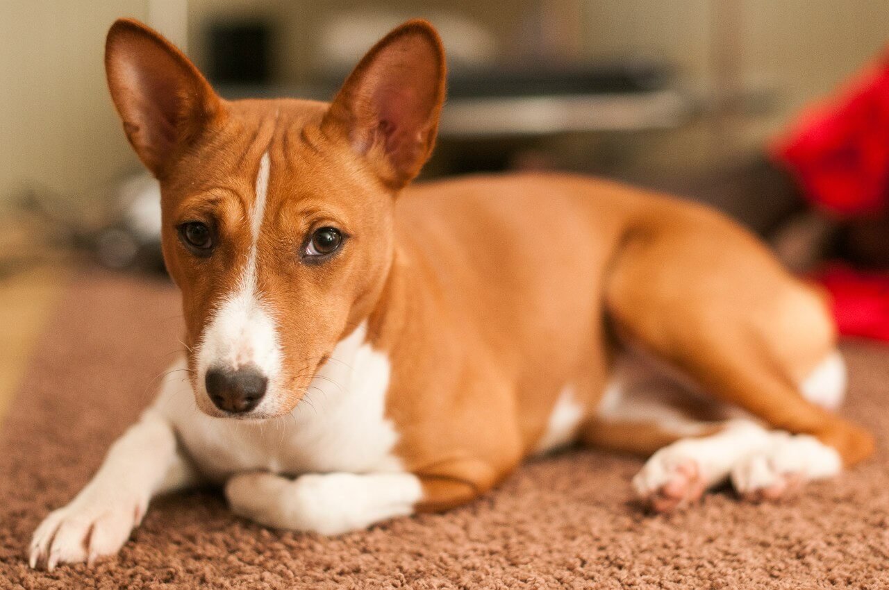 Скільки живуть басенджі в домашніх умовах – тривалість життя породи і як її збільшити.