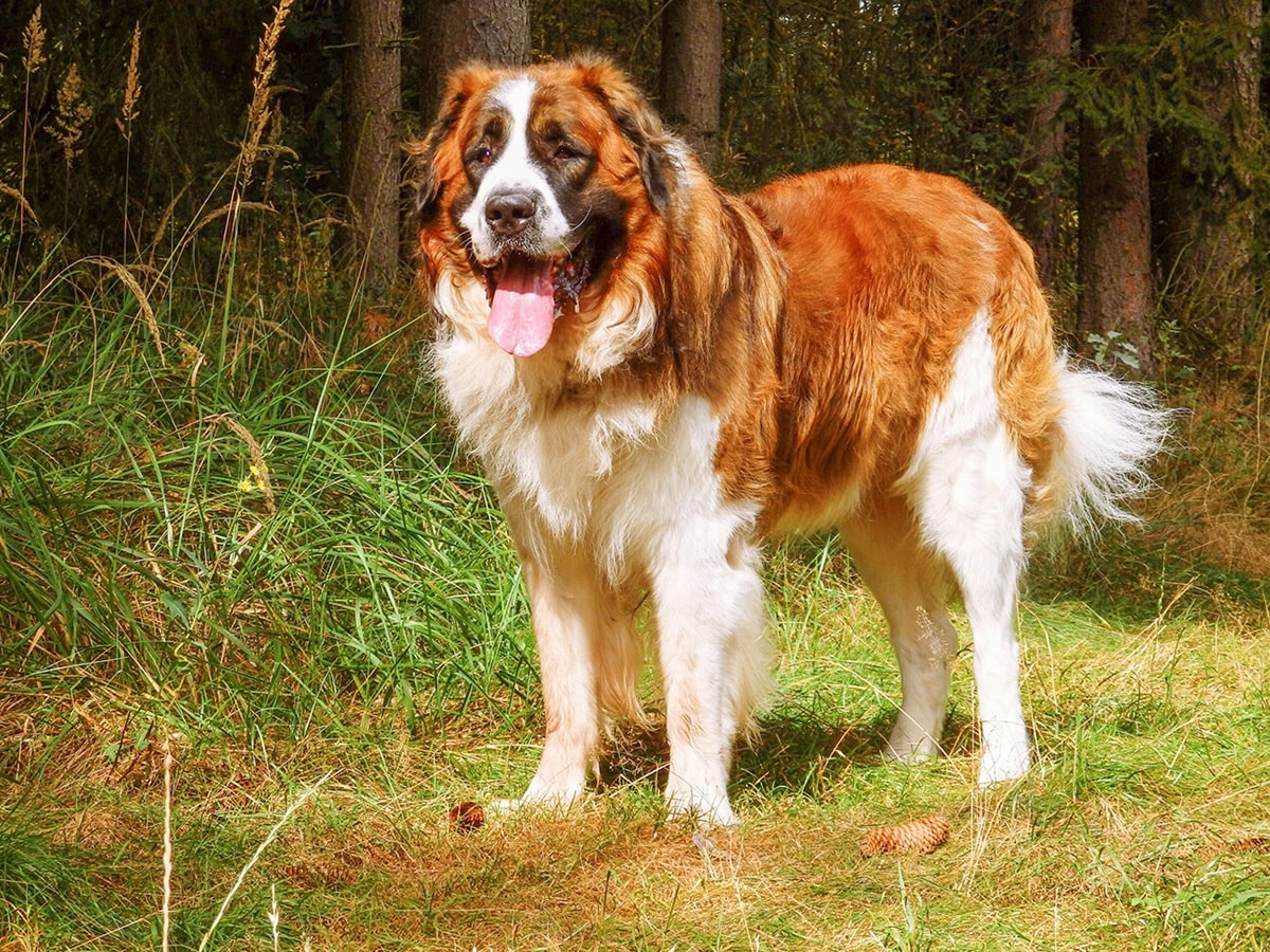 Скільки живуть московські сторожові в домашніх умовах – все про тривалість життя породи.