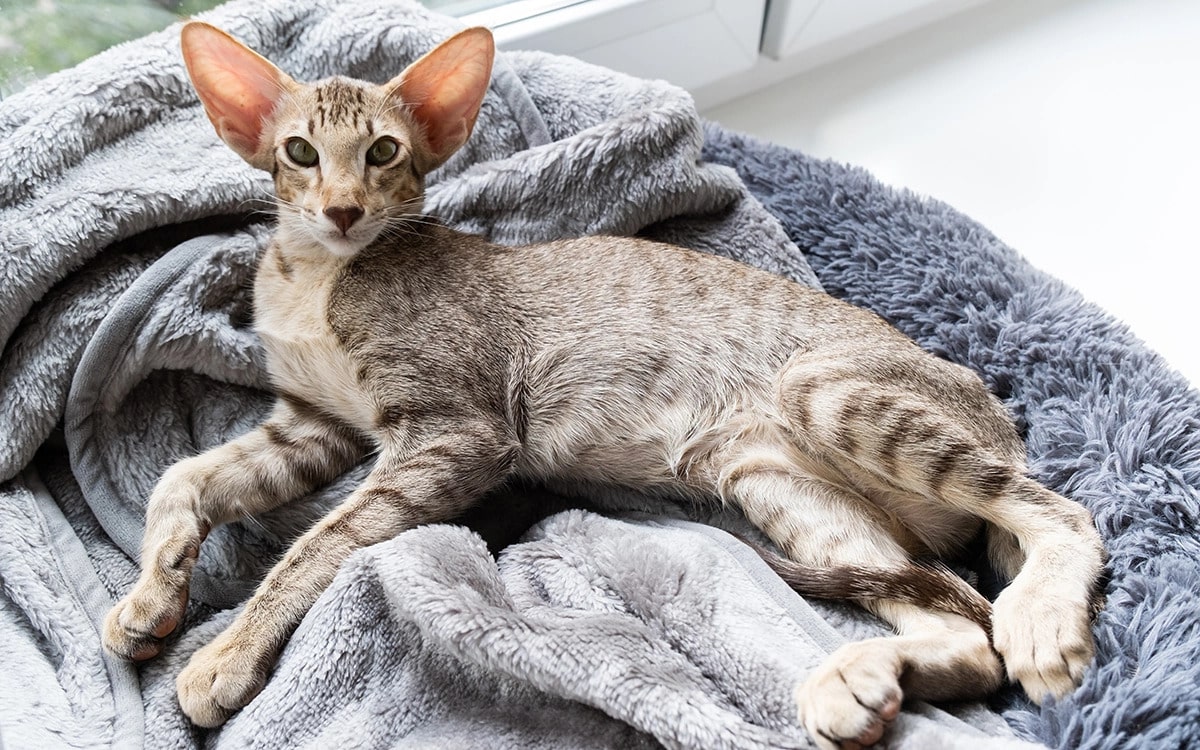 Скільки живуть східні кішки в домашніх умовах – все про тривалість життя вихованців.