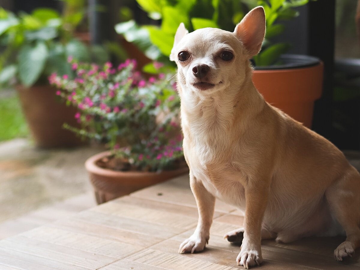 Чіхуахуа та експрес-линька: чи потрібна вона гладкошерстим собакам?