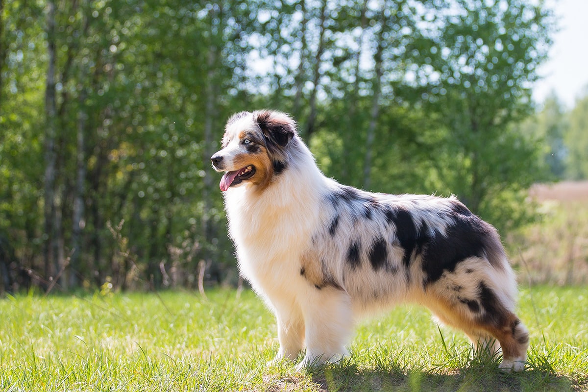 Догляд за шерстю австралійської вівчарки – особливості породи аусі.
