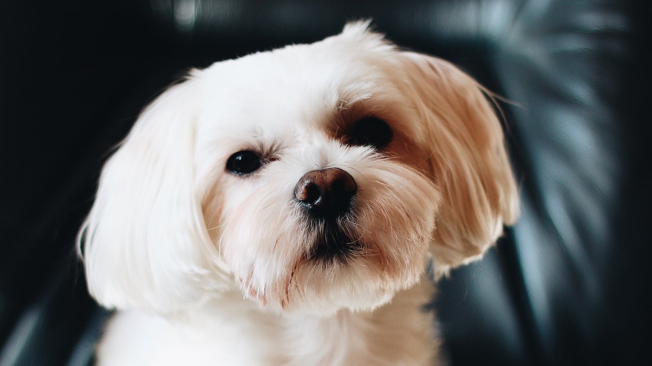 Довга і коротка стрижка для мальтезе: плюси і мінуси.