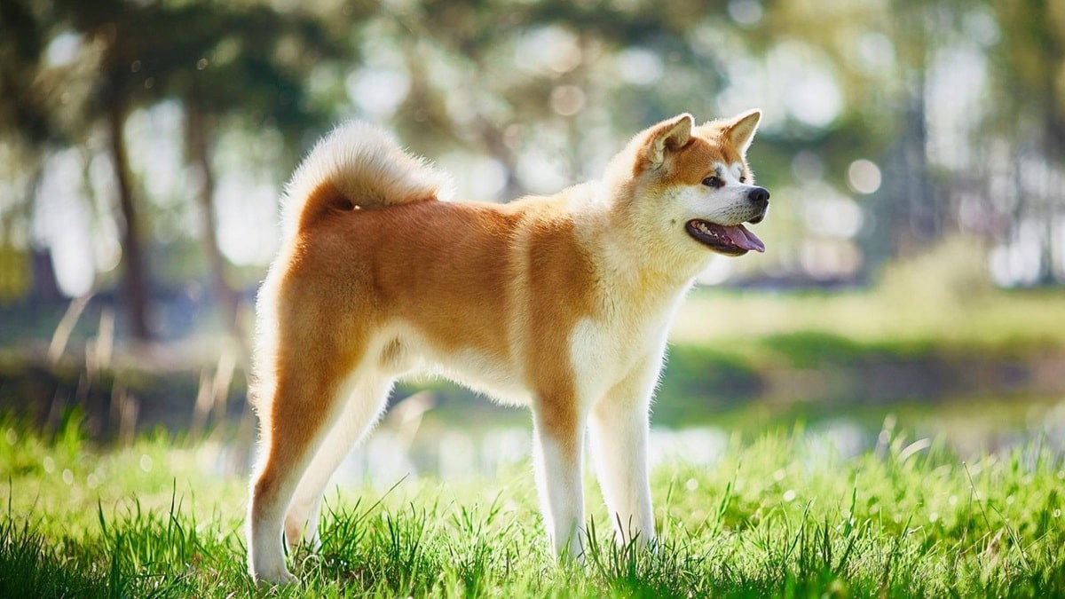 Експрес-лінька акіта-іну – японські секрети догляду за шерстю.