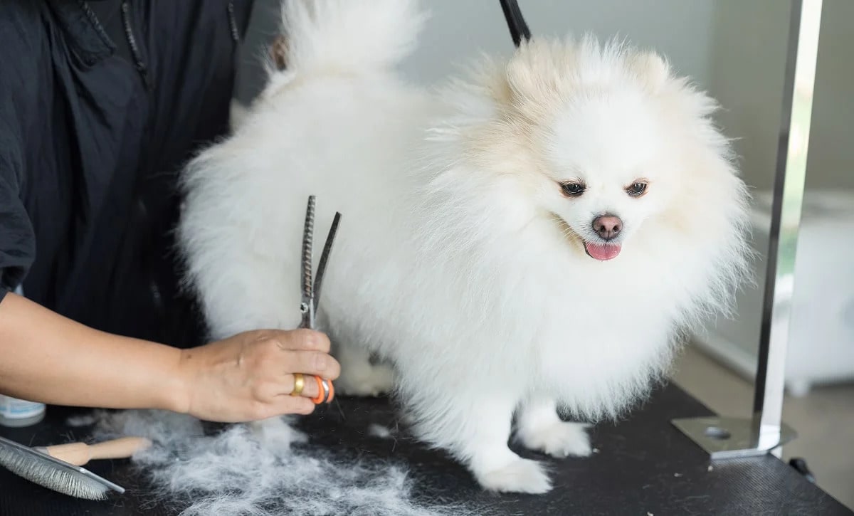 Експрес-линька: порятунок для дому та улюбленця. Повний гід на основі відгуків і професійного досвіду.