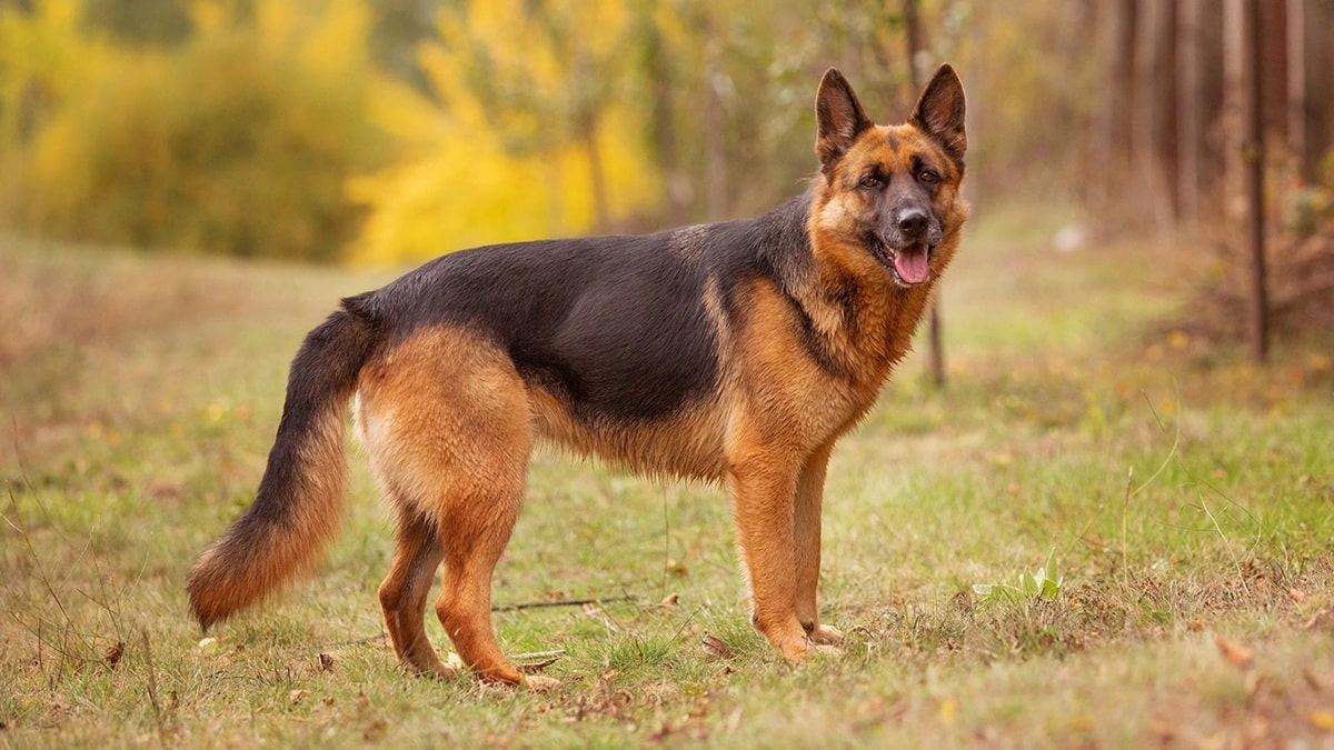 Експрес-линька вівчарки – покрокова інструкція для власників.
