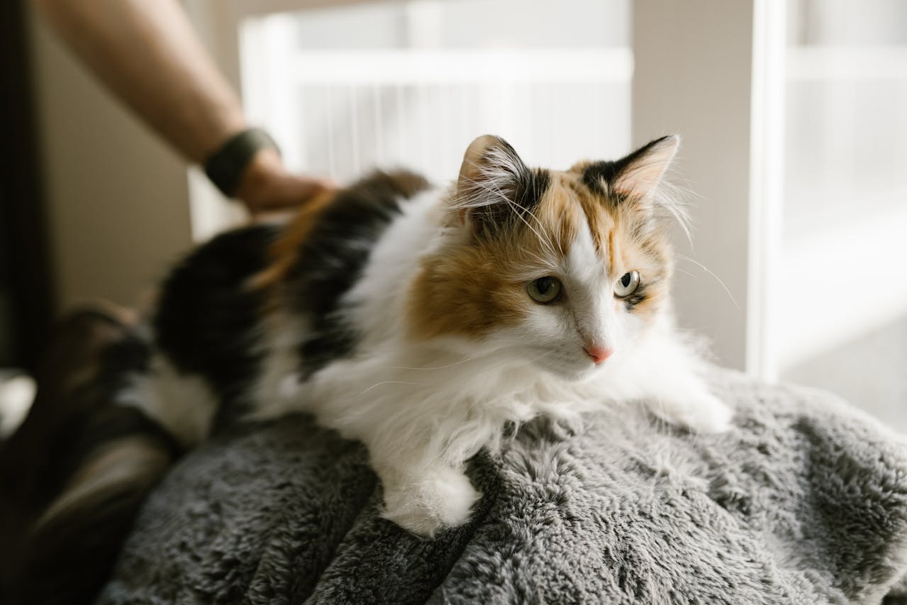 Грумінг для кішок з чутливою шкірою: вибір гіпоалергенних засобів і делікатний догляд.