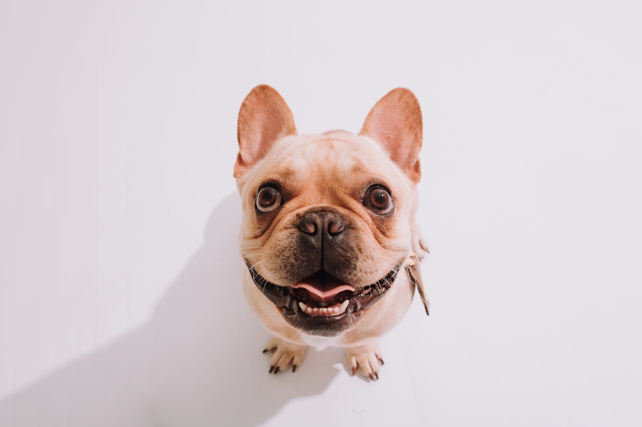 Грумінг французького бульдога: догляд за зморшками, вухами та шерстю.