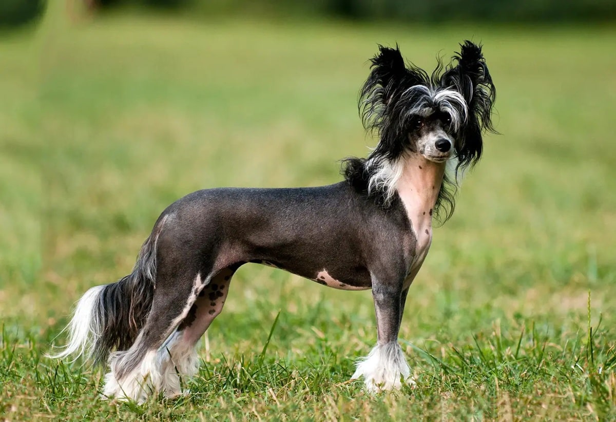 Грумінг китайської чубатої: як доглядати за шкірою і шерстю.