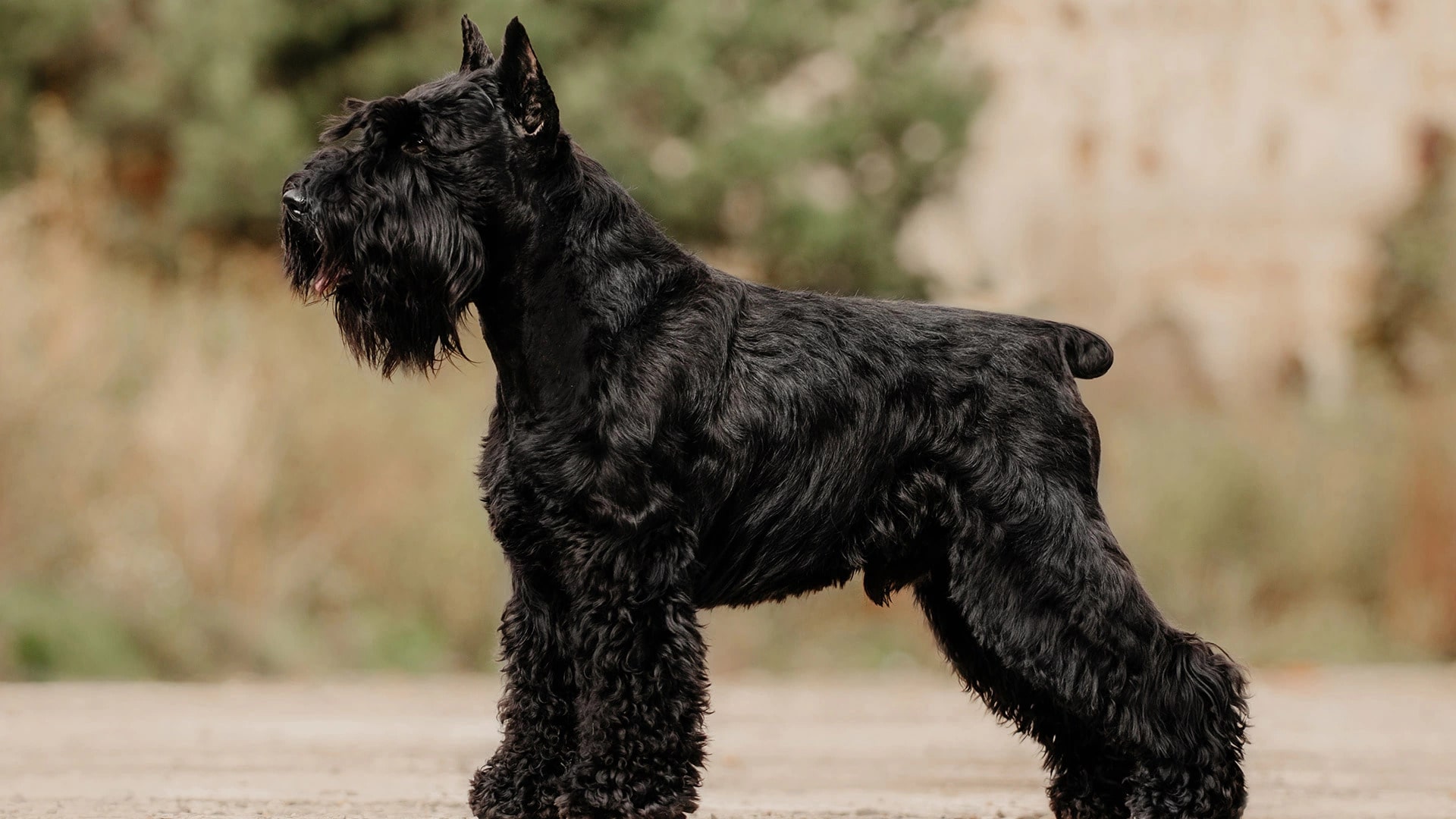 Грумінг шнауцера: Повний гід по догляду за бородою, бровами та шерстю.