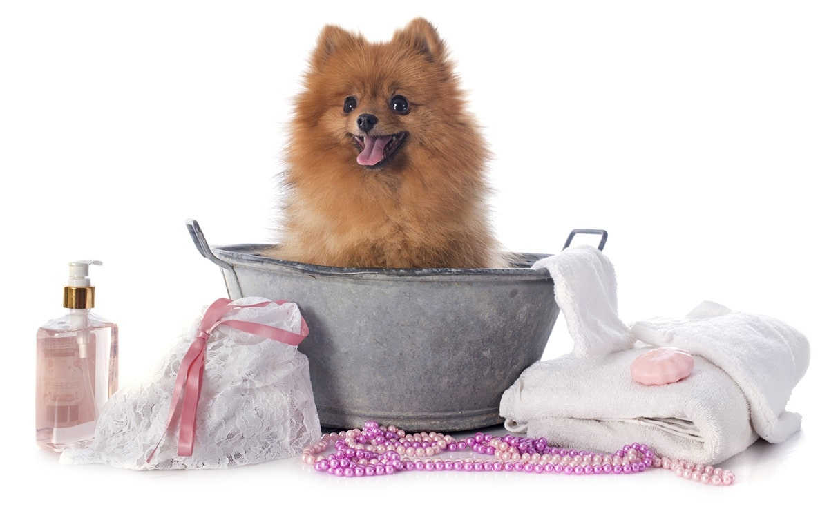 Купання шпіца: як часто мити і які засоби використовувати?