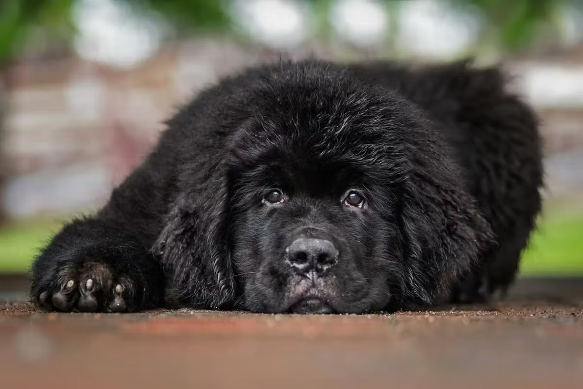 Ньюфаундленд – експрес-лінька гіганта з водовідштовхувальною шерстю.