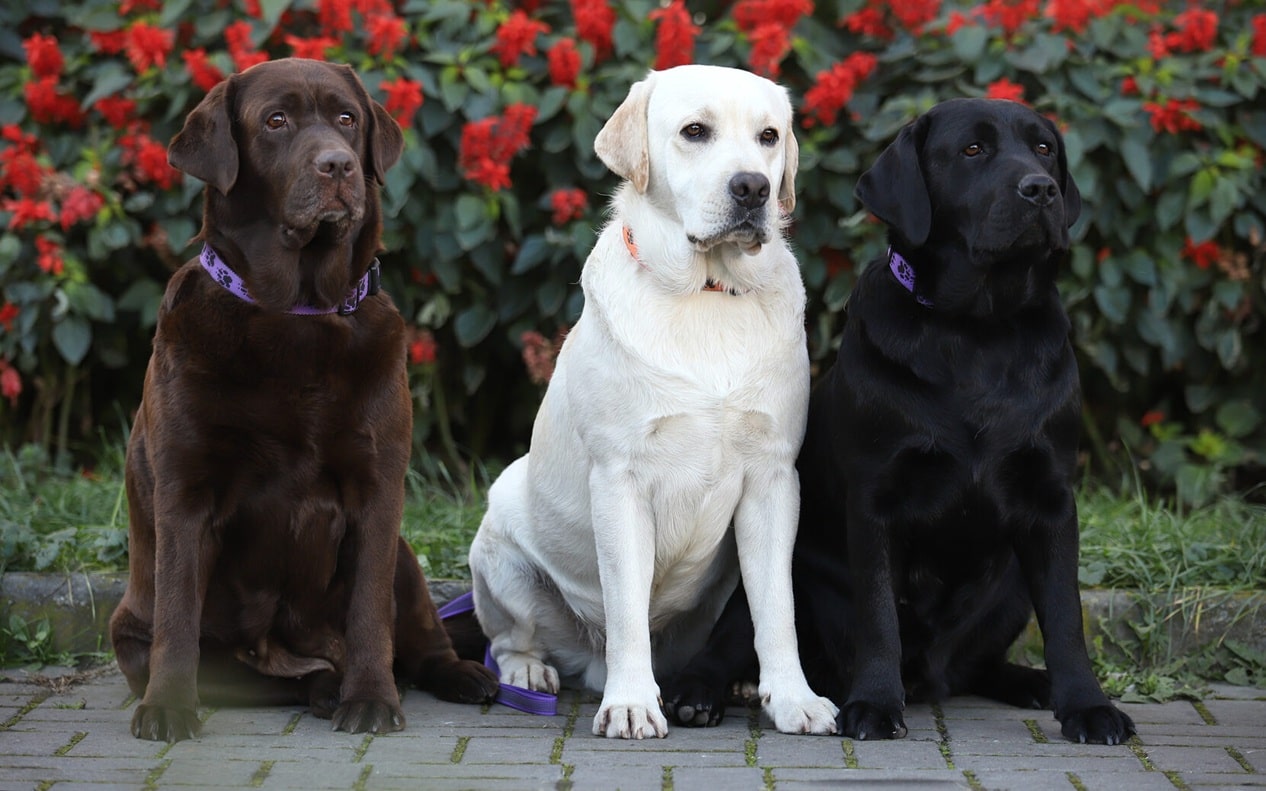 Особливості експрес-линьки лабрадора – підготовка до сезону.