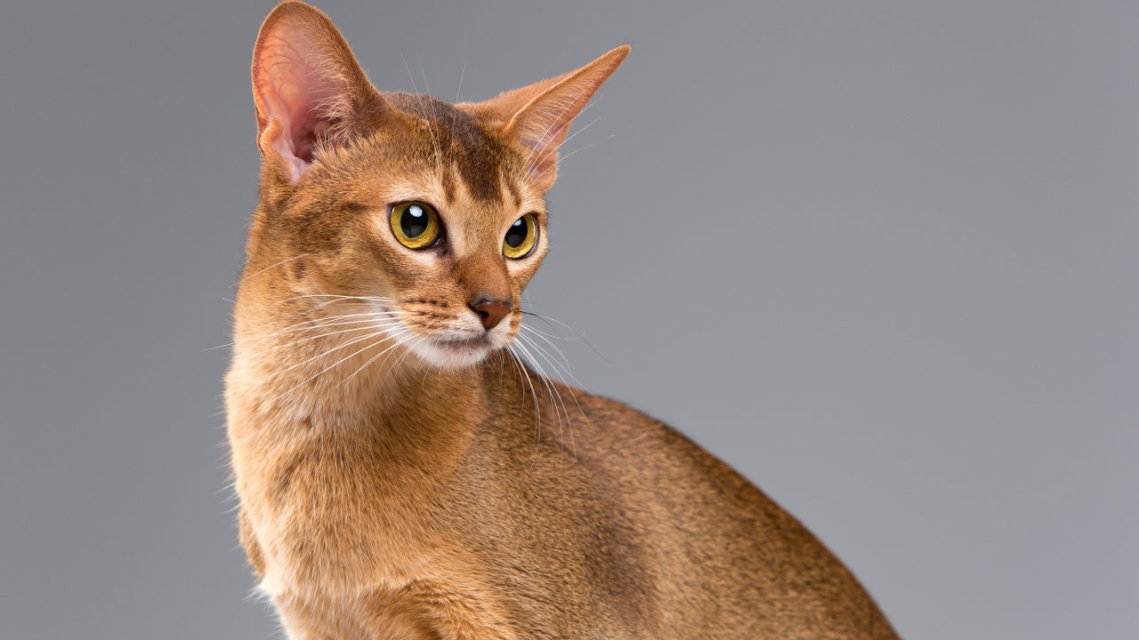 Скільки живуть абісинські кішки в домашніх умовах – все про тривалість життя породи.