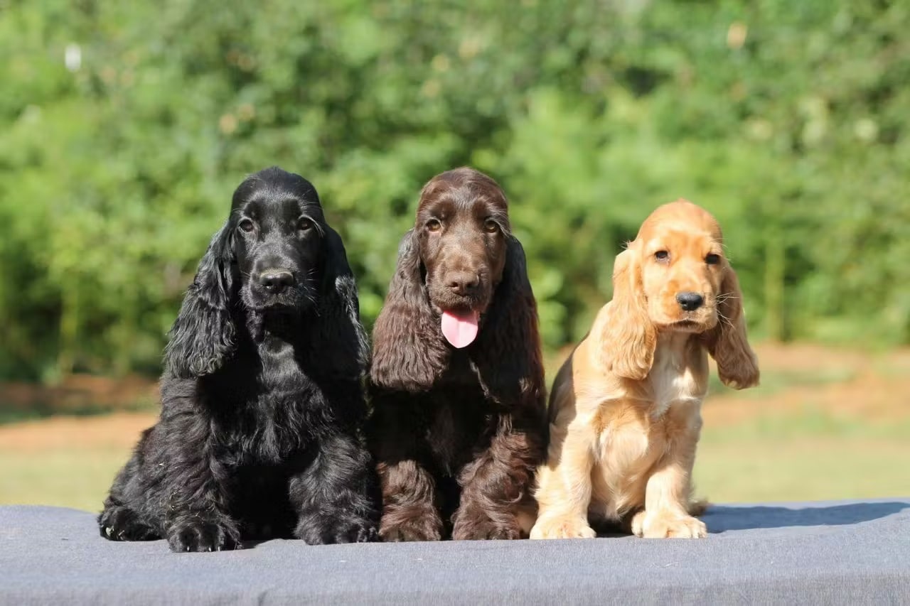 Скільки живуть англійські кокер-спанієлі в домашніх умовах – все про тривалість життя вихованців.