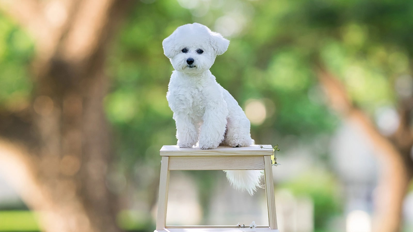 Скільки живуть бішони фрізе в домашніх умовах – тривалість життя породи і як її продовжити.