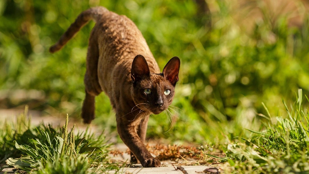 Скільки живуть корніш-рекси в домашніх умовах – тривалість життя породи і як її продовжити.