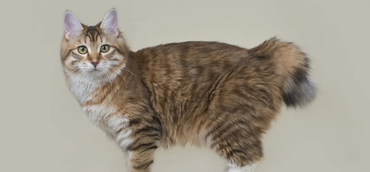 Скільки живуть курильські бобтейли в домашніх умовах – все про тривалість життя вихованців.