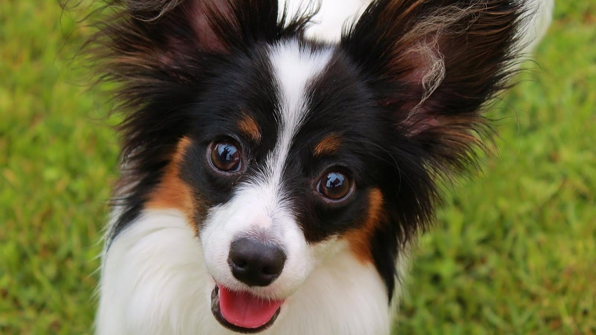 Скільки живуть папійони в домашніх умовах – тривалість життя породи і як її продовжити.