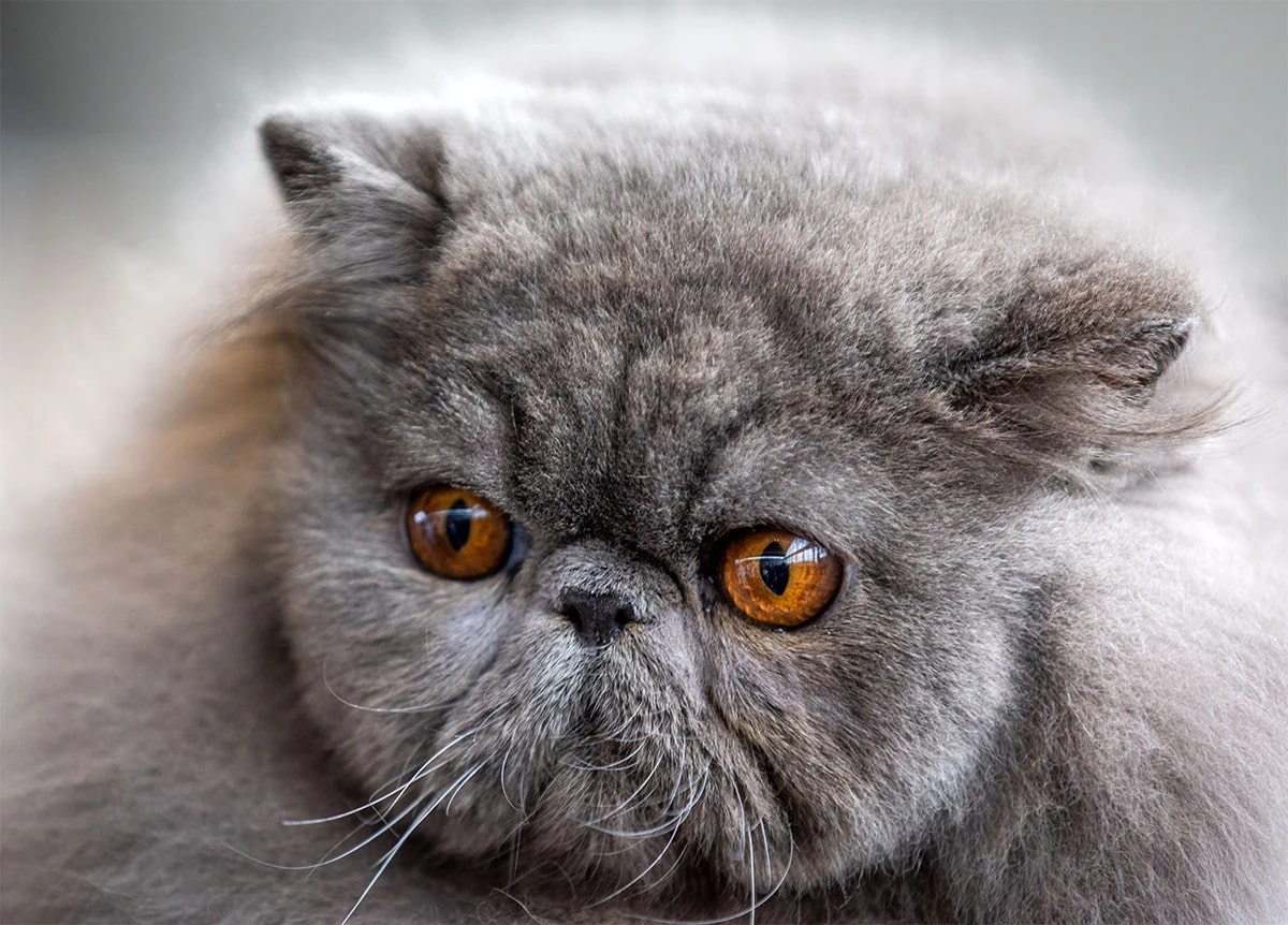 Скільки живуть перські кішки в домашніх умовах – все про тривалість життя вихованців.