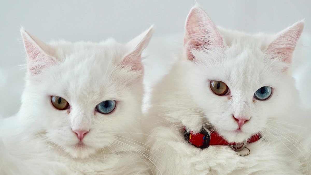 Скільки живуть турецькі ангори в домашніх умовах – тривалість життя породи і як її продовжити.