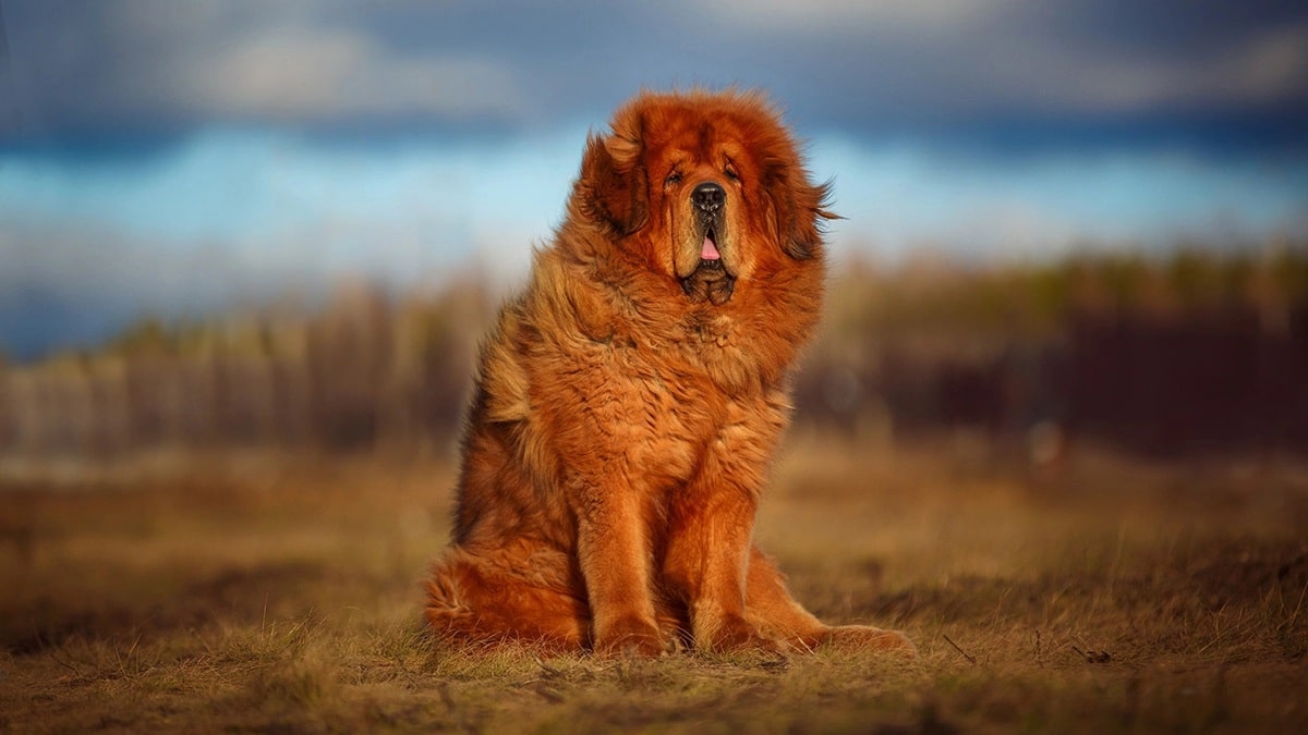 Скільки живуть тибетські мастифи в домашніх умовах – все про тривалість життя породи.