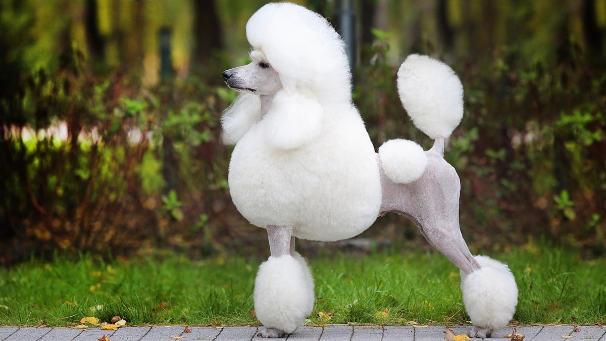 Вага пуделя – скільки повинні важити собаки цієї породи.