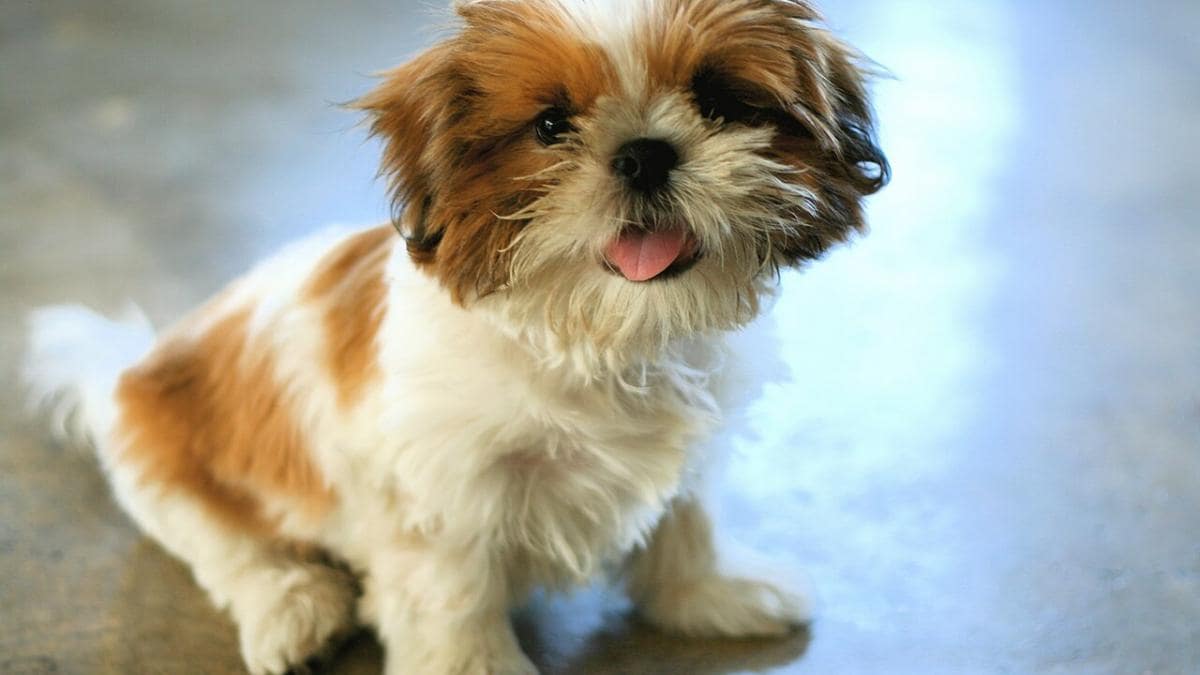 Вага ши-тцу – скільки важать самці та самки залежно від віку.