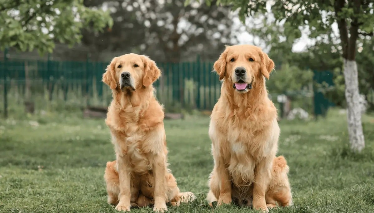 Як часто проводити експрес-линьку у ретривера: поради грумерів.
