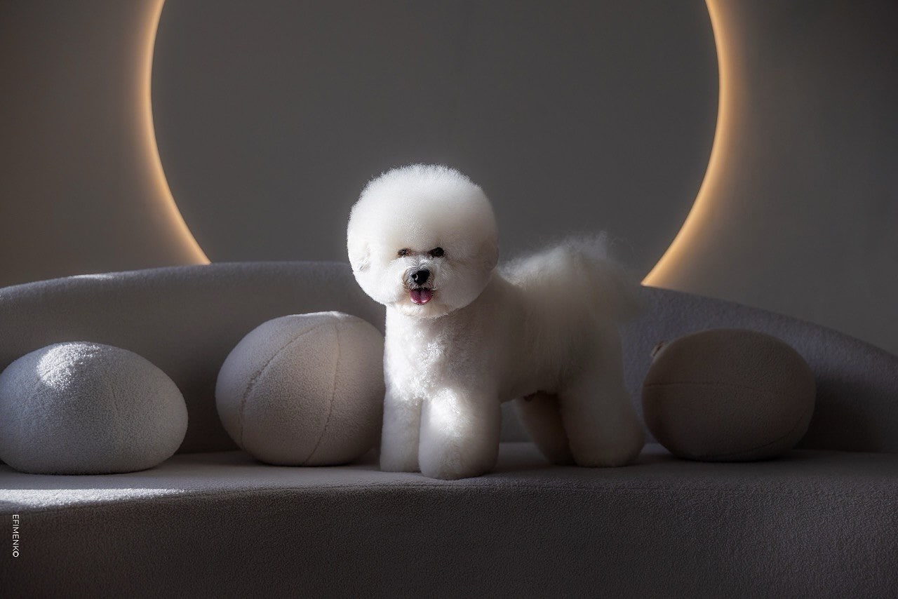 Як доглядати за кучерявою шерстю бішона: розчісування, миття, укладання.