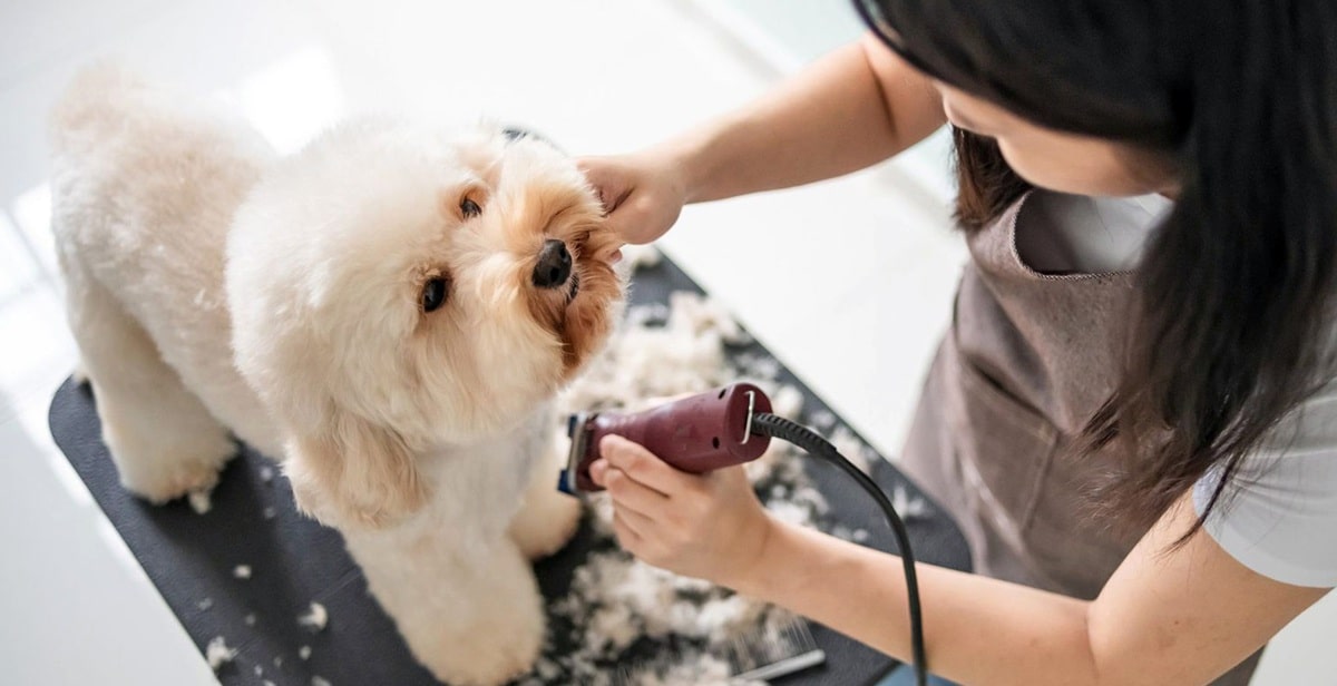 Як привчити цуценя до грумінгу: покрокове керівництво для початківців-власників.