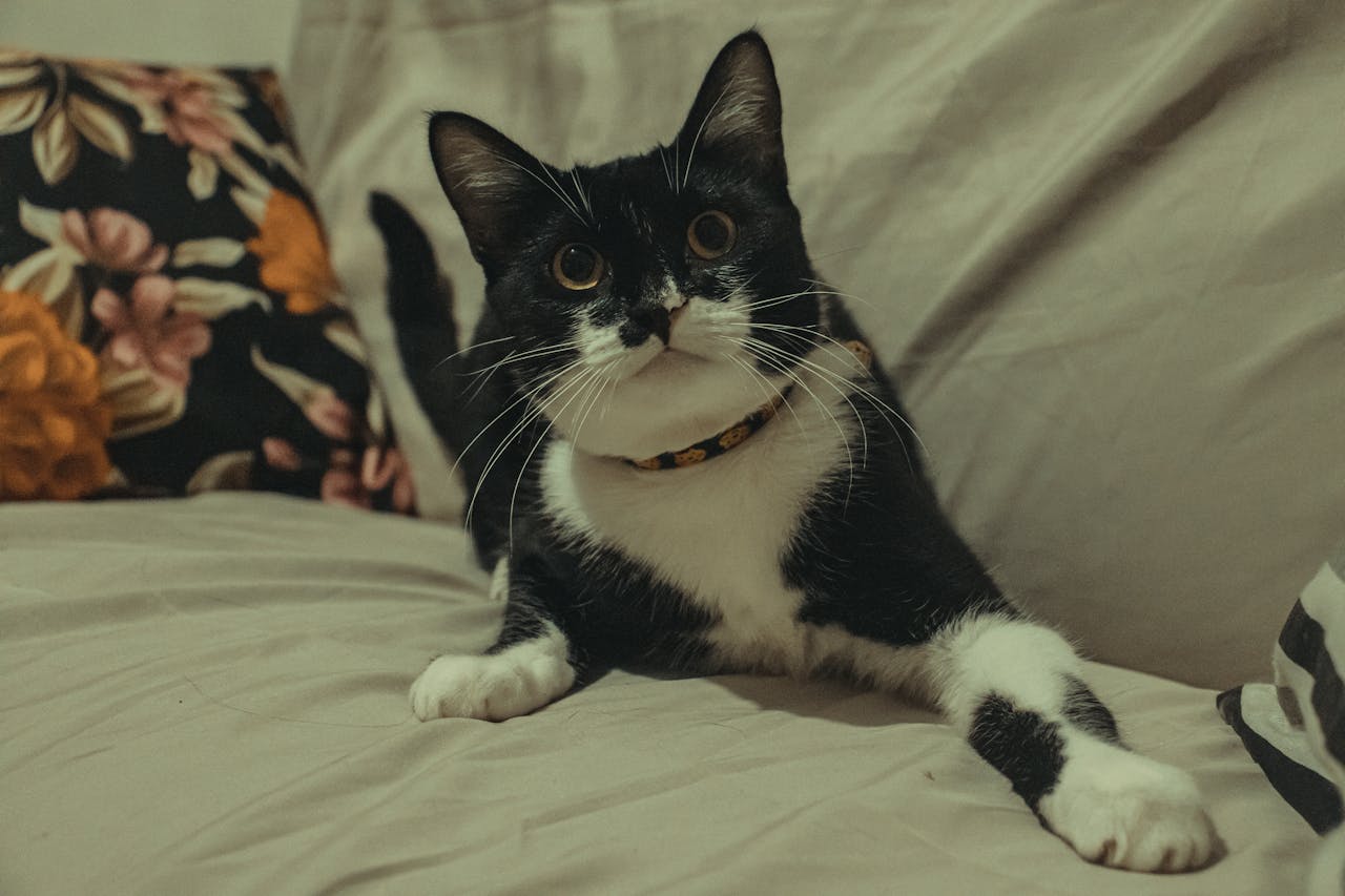 Жести котів: що означає мова тіла вихованця?